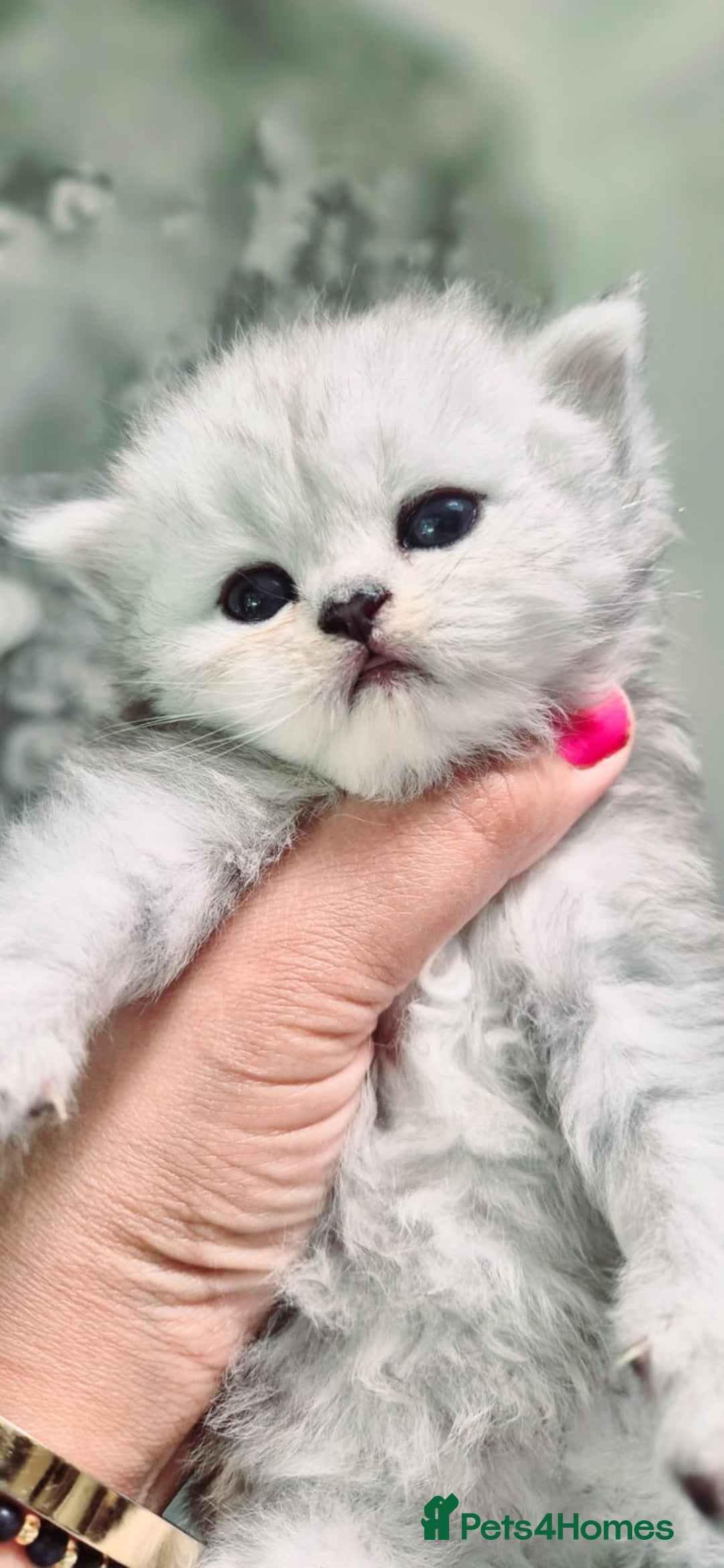 Persian cats for sale: Pure chinchilla Persians!!  - Image 11