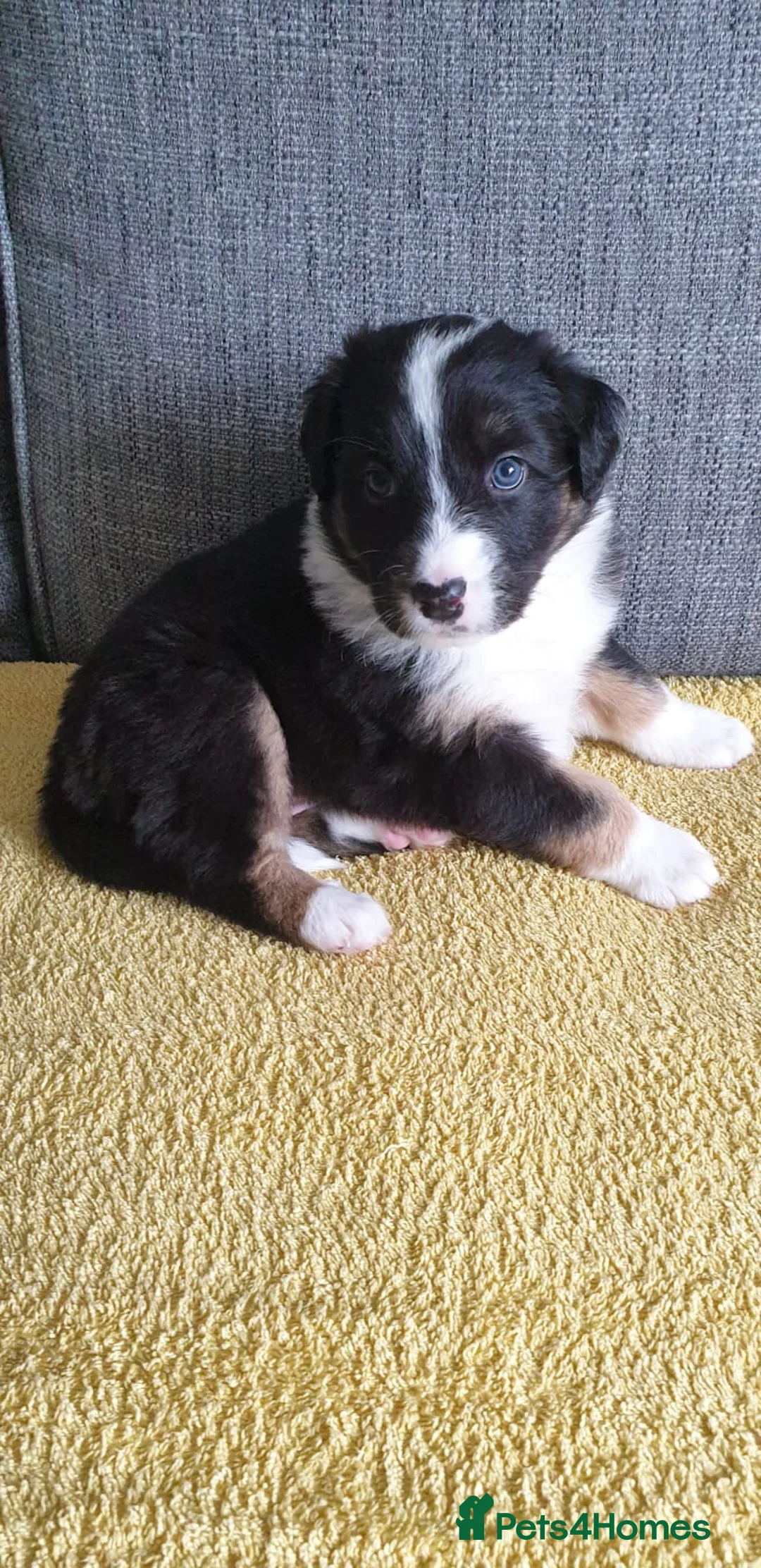 Australian Shepherd dogs for sale: Australian sheperd puppys for sale - Advert 3