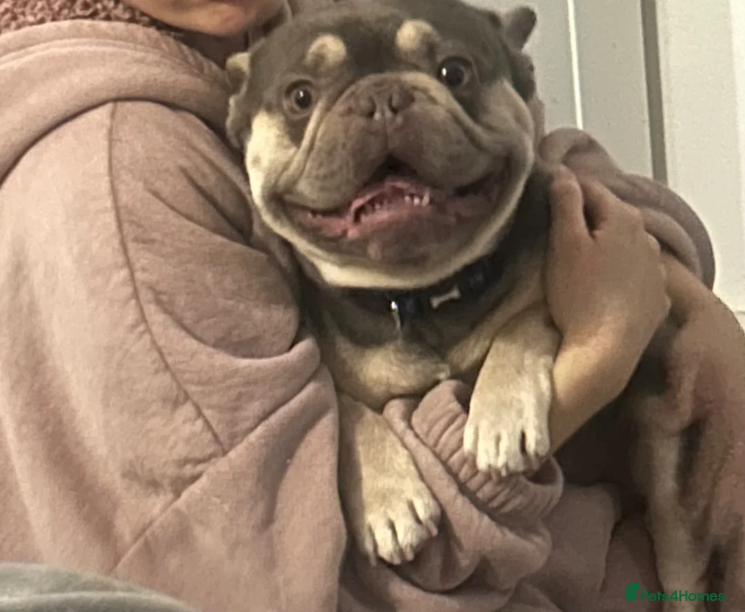 French Bulldog dogs for adoption: French bulldog looking for his forever home.  - Advert 2