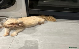 Shih Tzu dogs for sale: Beautiful litter or imperial Shih Tzu puppies  - Advert 27