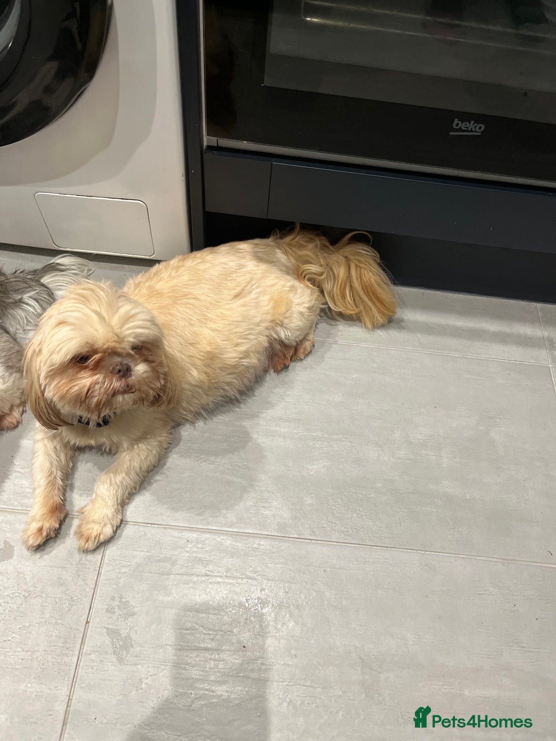 Shih Tzu dogs for sale: Beautiful litter or imperial Shih Tzu puppies  - Advert 27