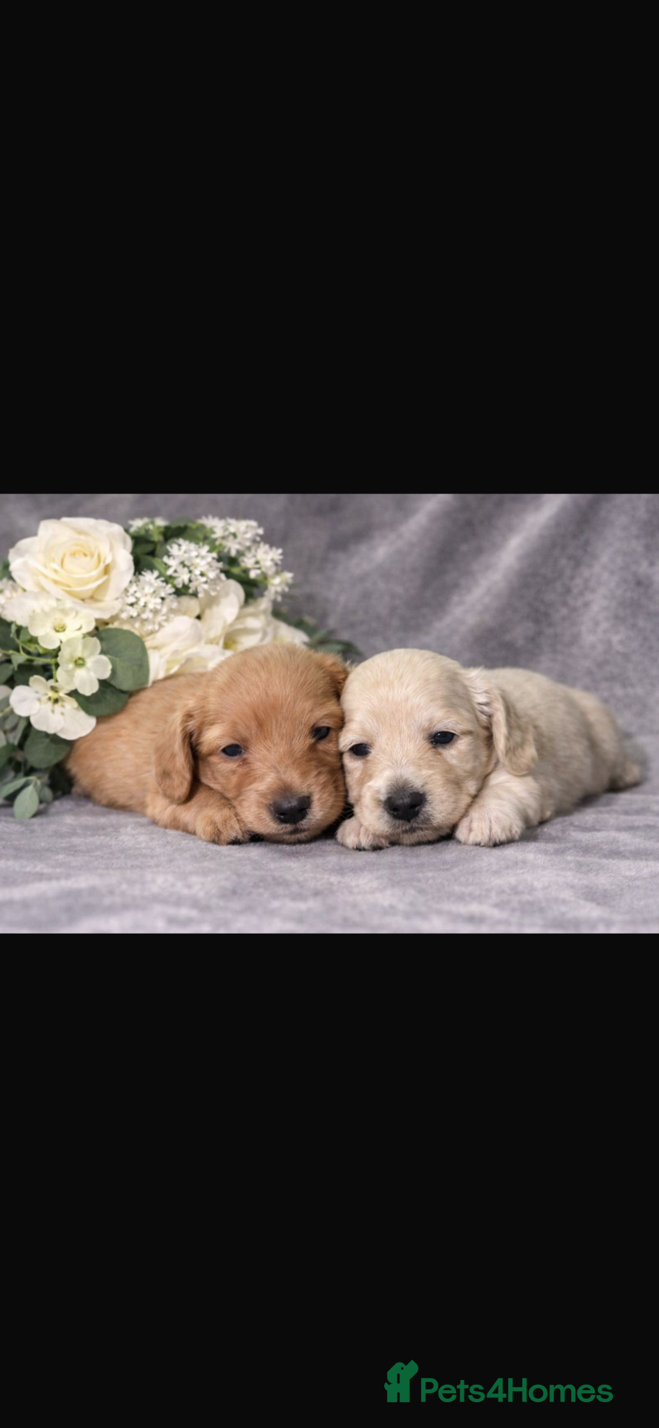 Miniature Dachshund dogs Long Haired Miniature Creams  - Advert 2