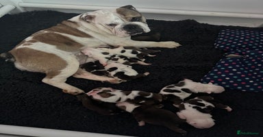 English Bulldog dogs - Advert 2