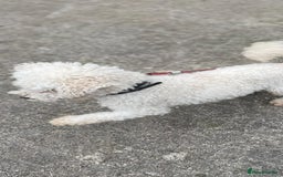 Poochon dogs for sale: Toy Bichon poodle - Image 5