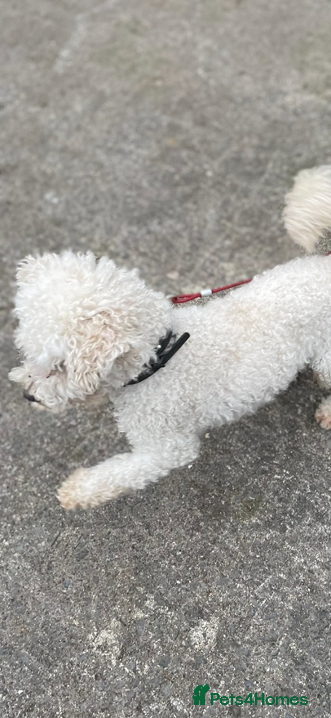Poochon dogs for sale: Toy Bichon poodle - Image 5