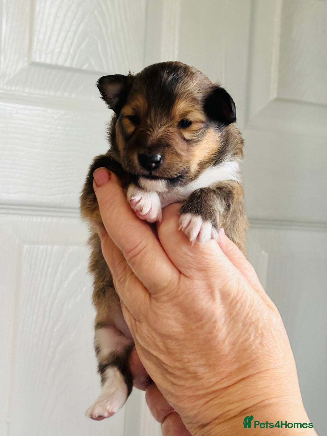 Shetland Sheepdog dogs for sale: Pretty sable Shetland sheepdog girl puppy  - Image 2