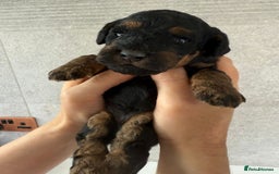 Cockapoo dogs for sale: F2 Cockapoo puppies for sale  - Image 11