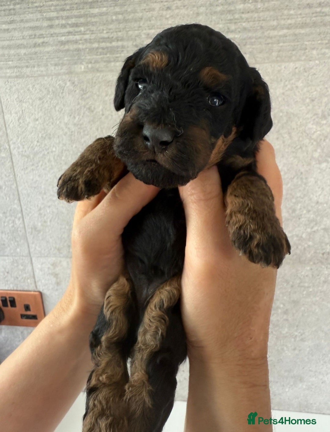 Cockapoo dogs for sale: F2 Cockapoo puppies for sale  - Image 11