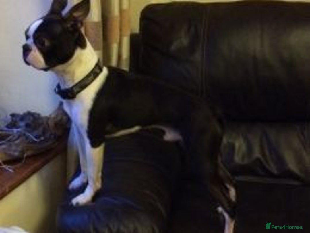 Boston Terrier dogs for stud: Champion Bloodlines KC Boston Terrier Stud Dog in Ebbw Vale - Image 5