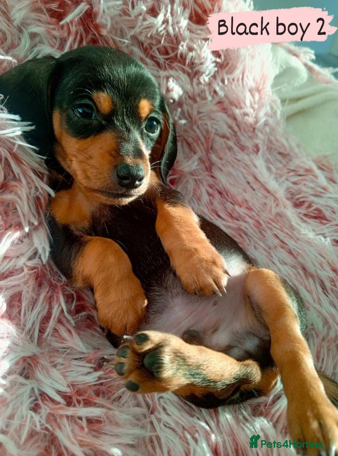 Miniature Dachshund dogs for sale: ✨ Miniature Dachshund– 6 Beautiful Pups! ✨ - Advert 12