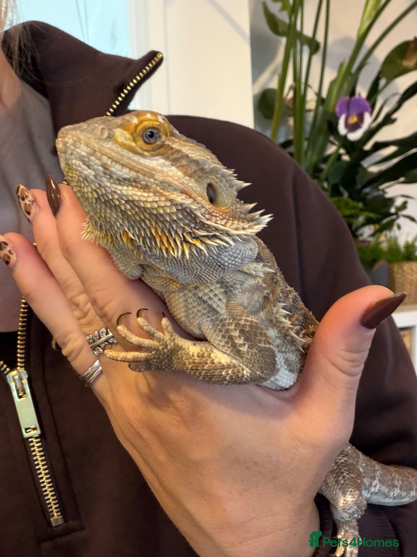 Bearded Dragon reptiles Beautiful bearded dragon - Advert 2