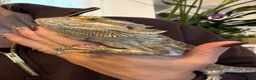 Bearded Dragon reptiles for sale: Beautiful bearded dragon in Exeter - Advert 1