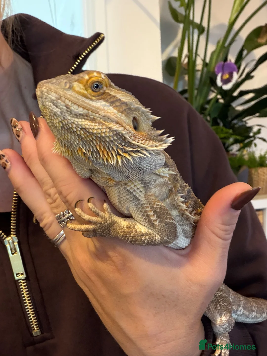 Bearded Dragon reptiles for sale: Beautiful bearded dragon in Exeter - Advert 1