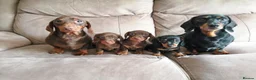 Miniature Dachshund dogs for stud: PRA Clear Choc & Tan For Stud!!! - Advert 2