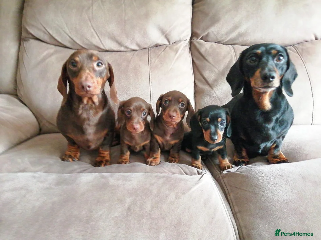 Miniature Dachshund dogs for stud: PRA Clear Choc & Tan For Stud!!! - Advert 2