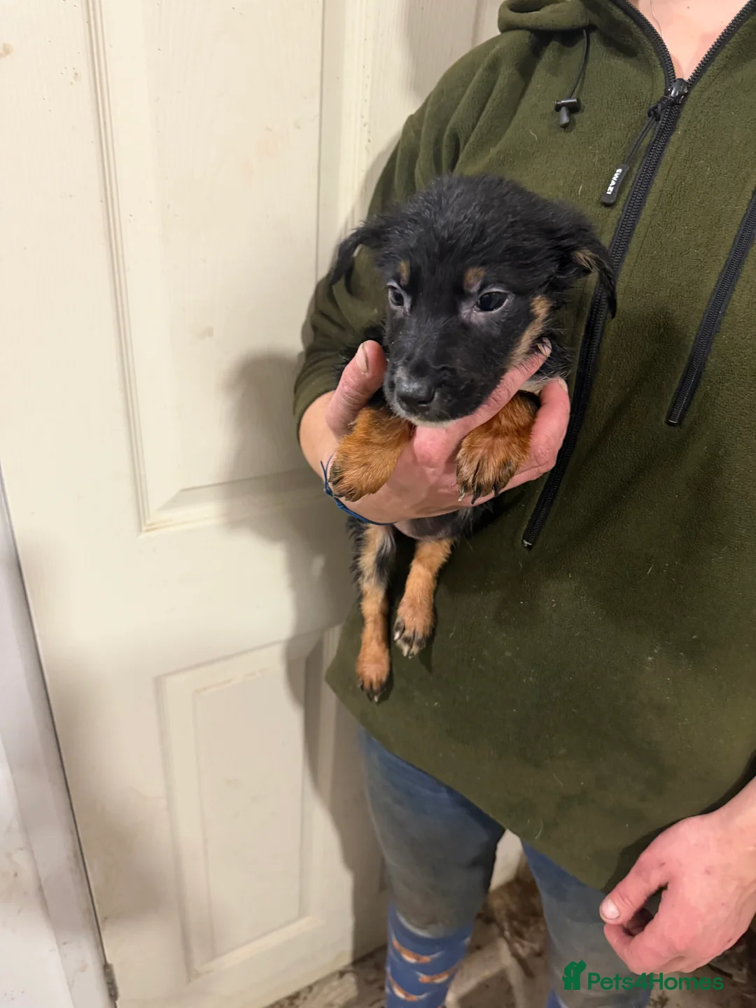 Mixed Breed dogs for sale: Beautiful Huntaway x Collie puppy’s  - Advert 4