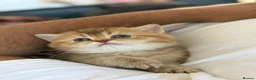 British Shorthair cats for sale: 🌟 Luxury Champion line Golden BSH🌟 - Advert 33
