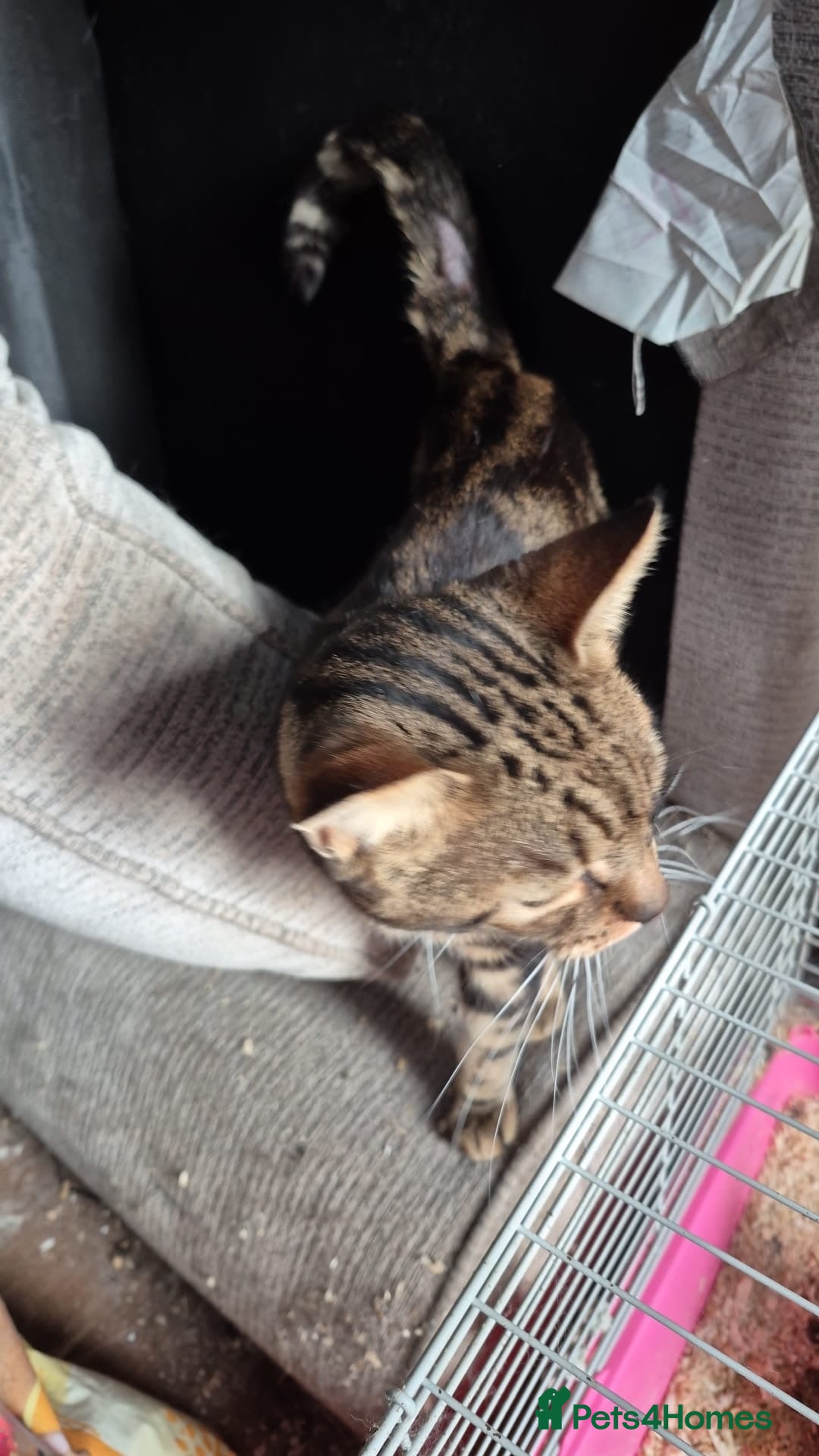Mixed Breed cats for sale: This Bluey  - Advert 2