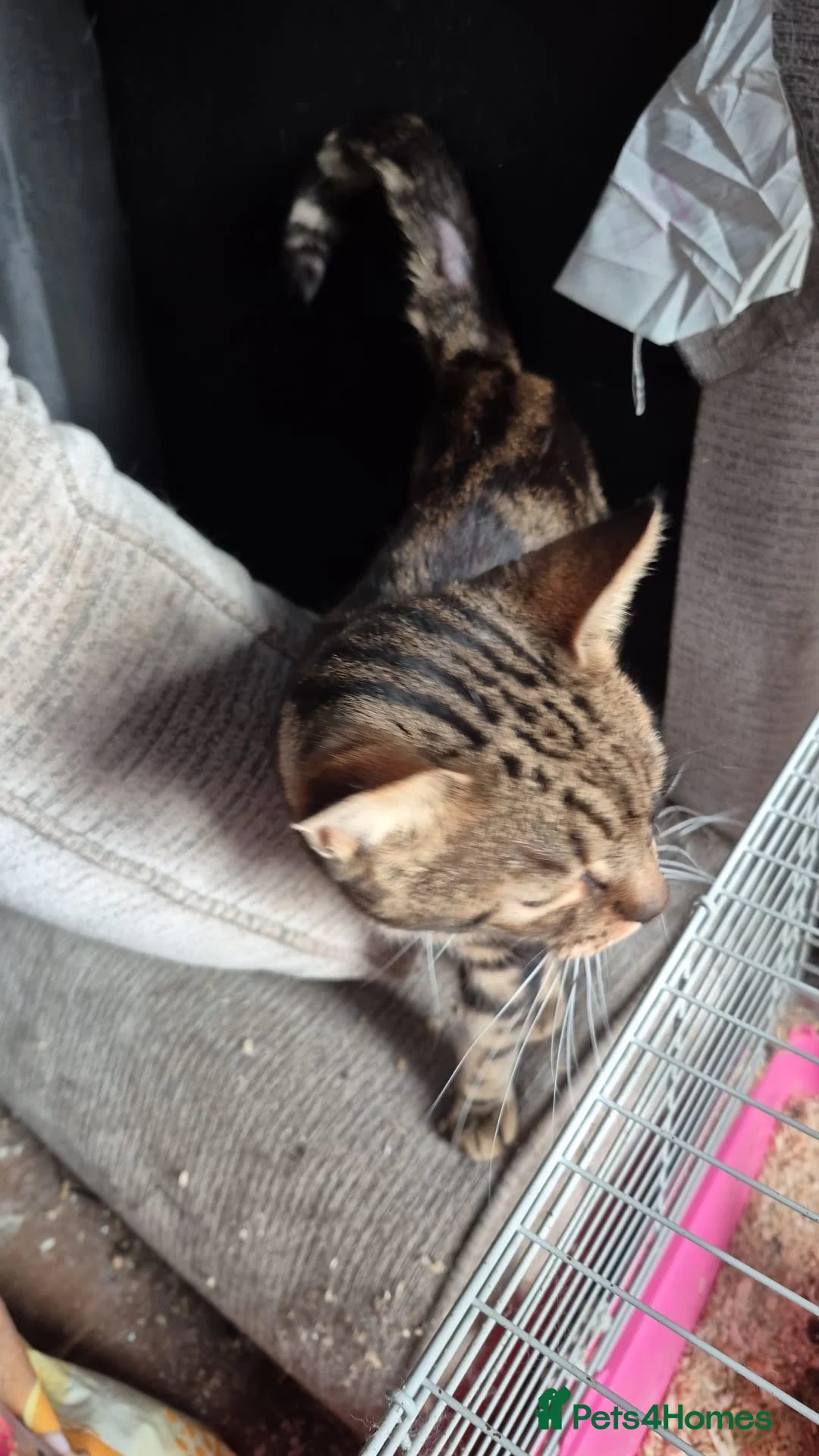 Mixed Breed cats for sale: This Bluey  - Advert 1