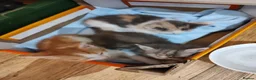 British Shorthair cats for sale: Five stunning kittens available immediately  - Advert 7