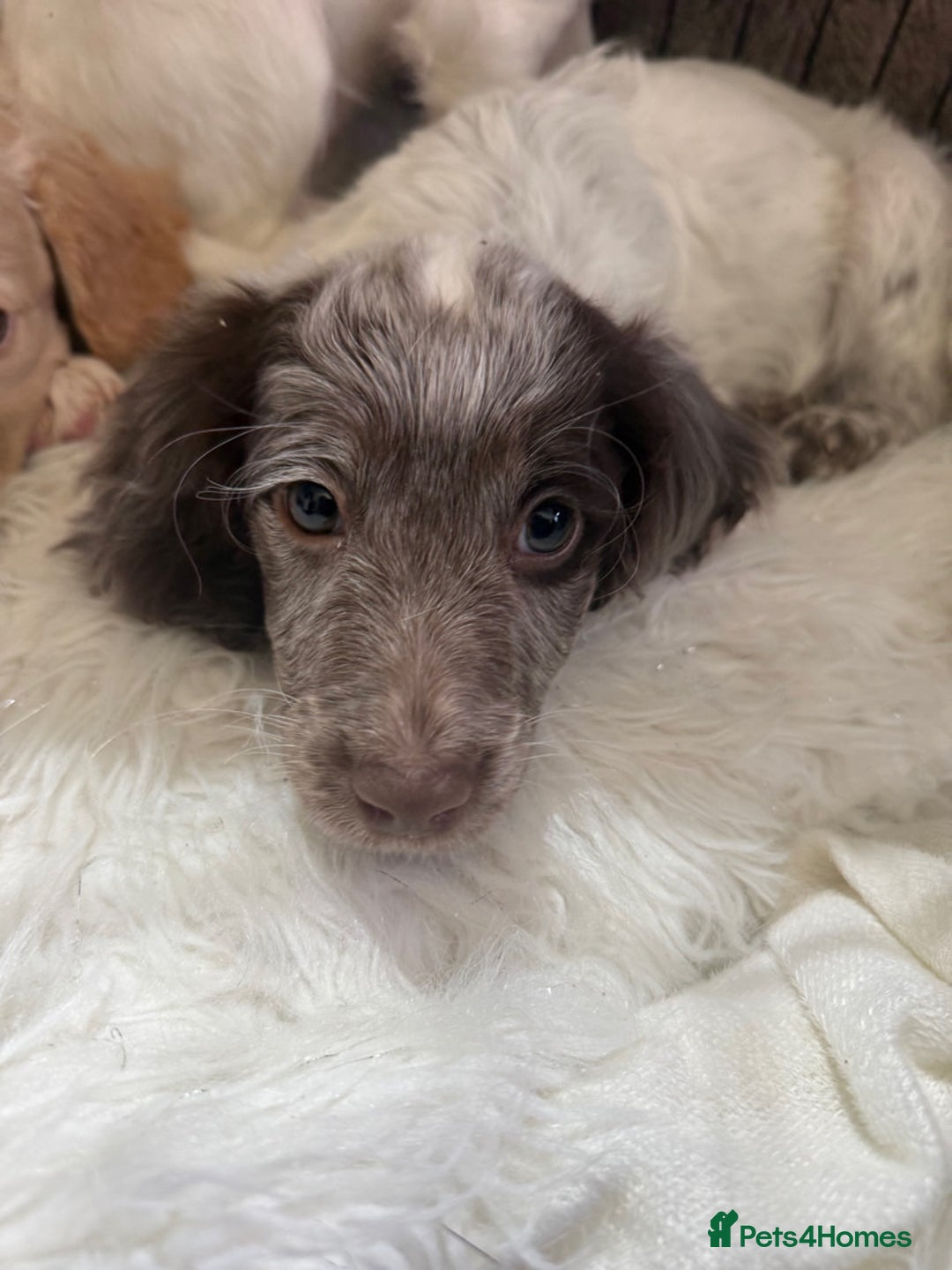 Cockapoo dogs for sale: F1b Cockapoo puppies - Advert 18