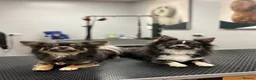 Chihuahua dogs for stud: STUD - Chihuahua Long hair in Paisley - Advert 5