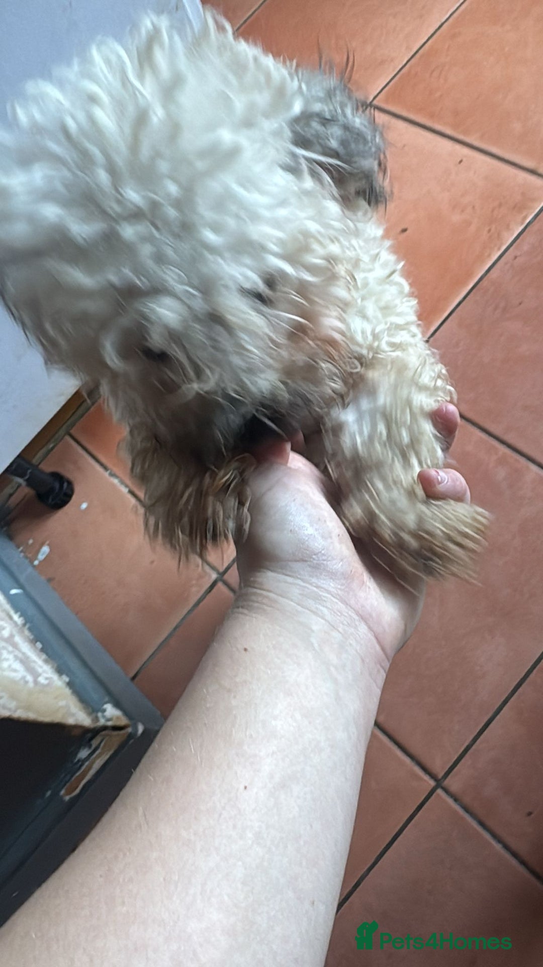 Shihpoo dogs for sale: Loving Shihpoo pup called muffin - Image 5