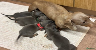 Miniature Dachshund dogs - Advert 8