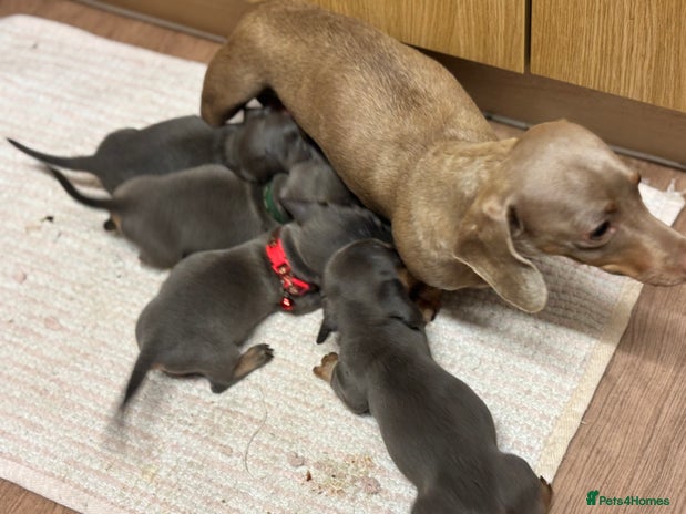 Miniature Dachshund dogs - Advert 7