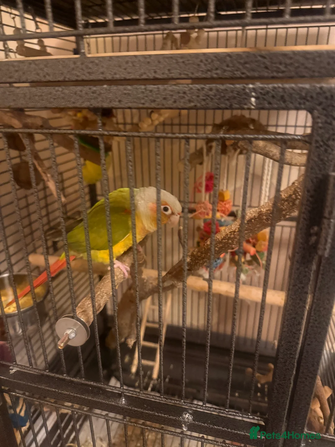 Conures birds for sale: Pineapple Conure in Chigwell - Advert 2