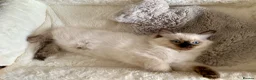 Ragdoll cats for sale: CHAMPION BLOODLINE RAGDOLL KITTENS 🥇🏅 - Advert 10
