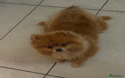Pomeranian dogs for sale: Pomeranian boy - Image 4