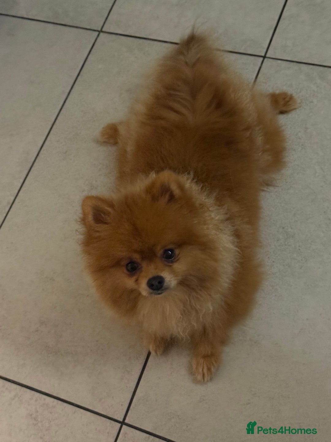 Pomeranian dogs for sale: Pomeranian boy - Image 4