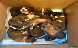 Mixed Breed dogs for sale: Saint Mastiffs for sale - Image 1