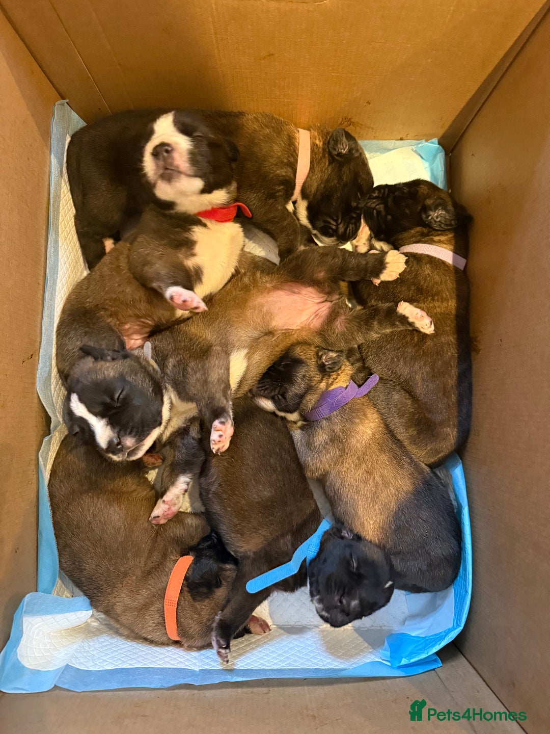 Mixed Breed dogs for sale: Saint Mastiffs for sale - Image 1