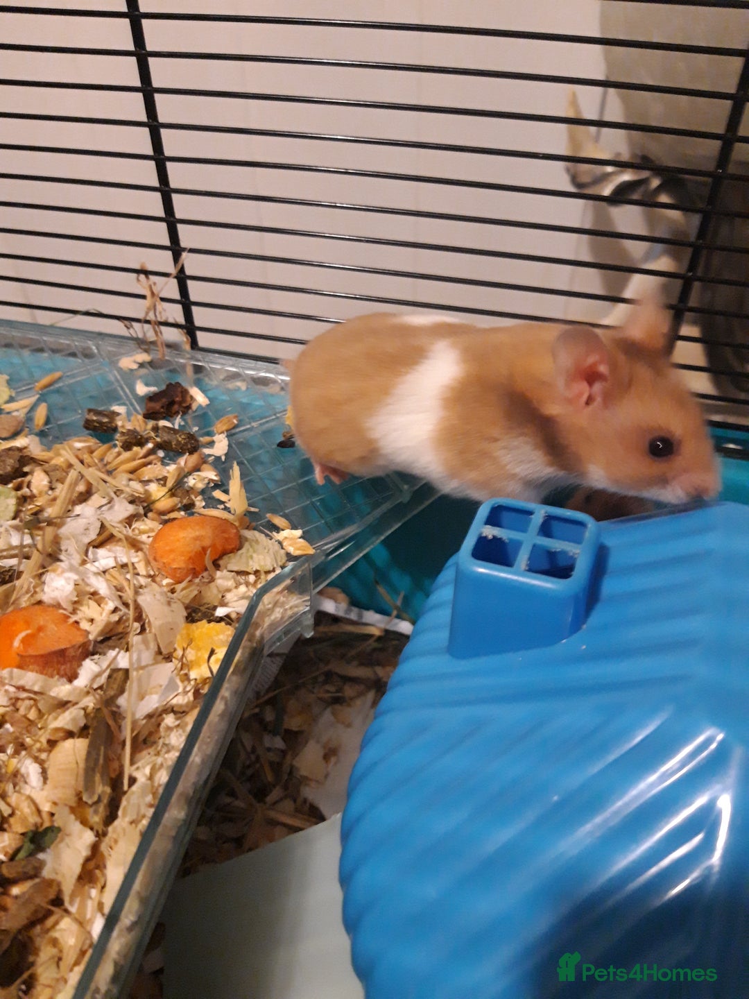Hamster rodents for sale: Baby syrian hamsters from £10 - Available Now  in Manchester - Image 2