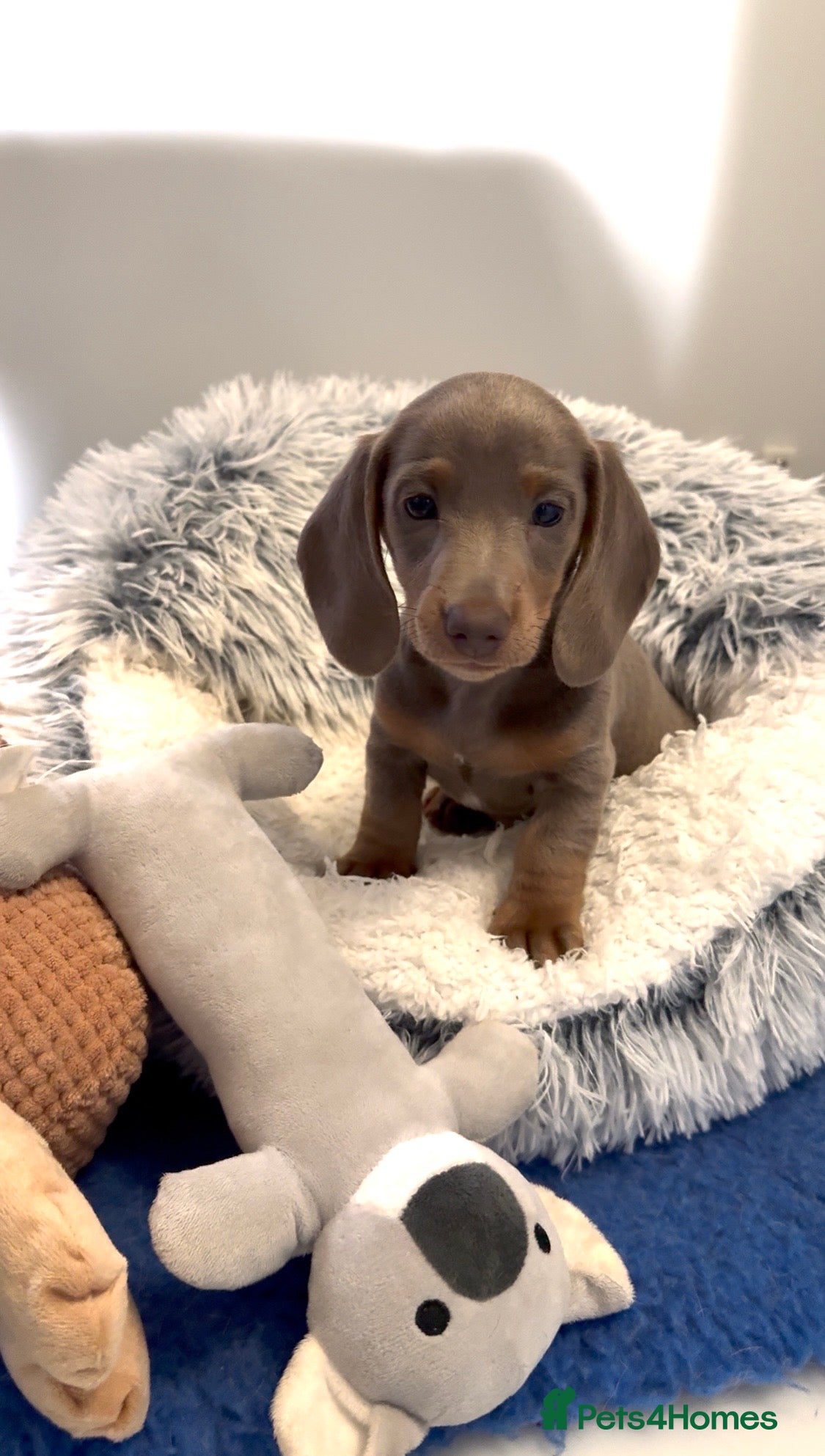 Miniature Dachshund dogs Quality miniature long hair & smooth hair puppy's - Advert 1