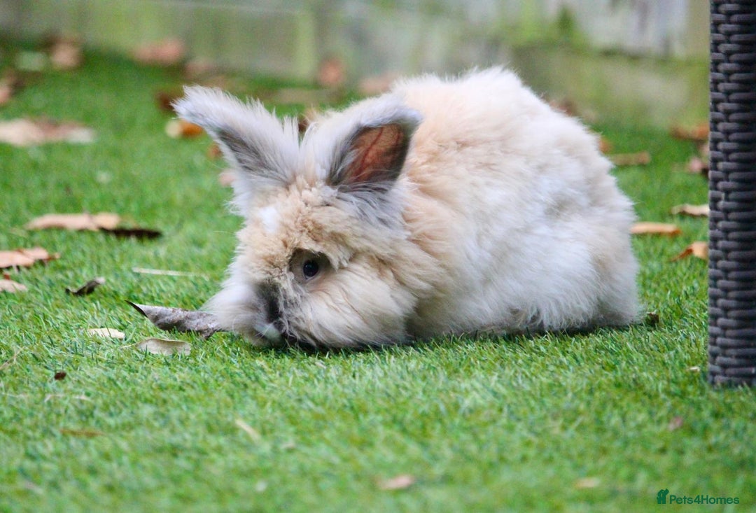 Angora rabbits for sale: English Angora pair  - Advert 11