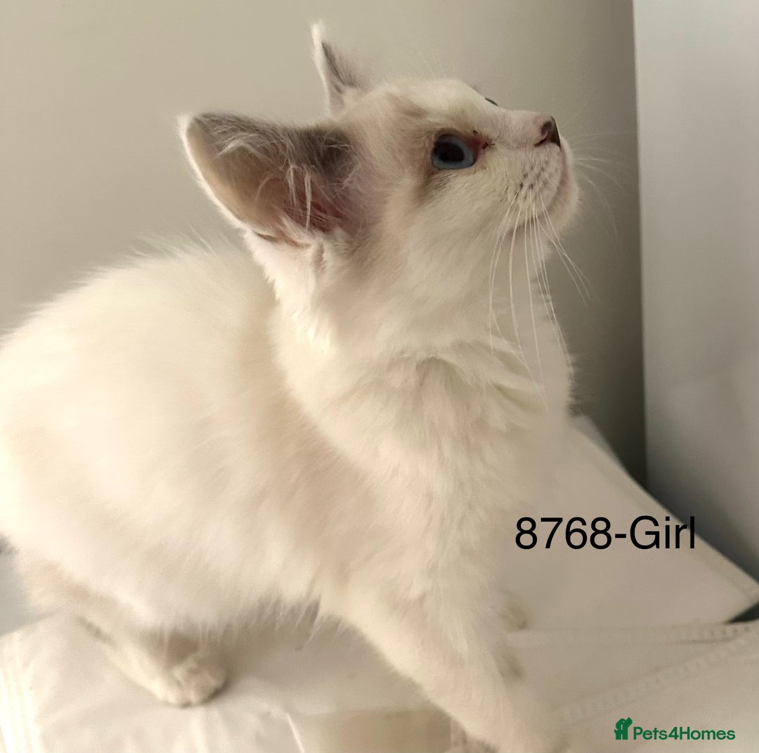 Ragdoll cats for sale: Gorgeous Ragdolls - Advert 6