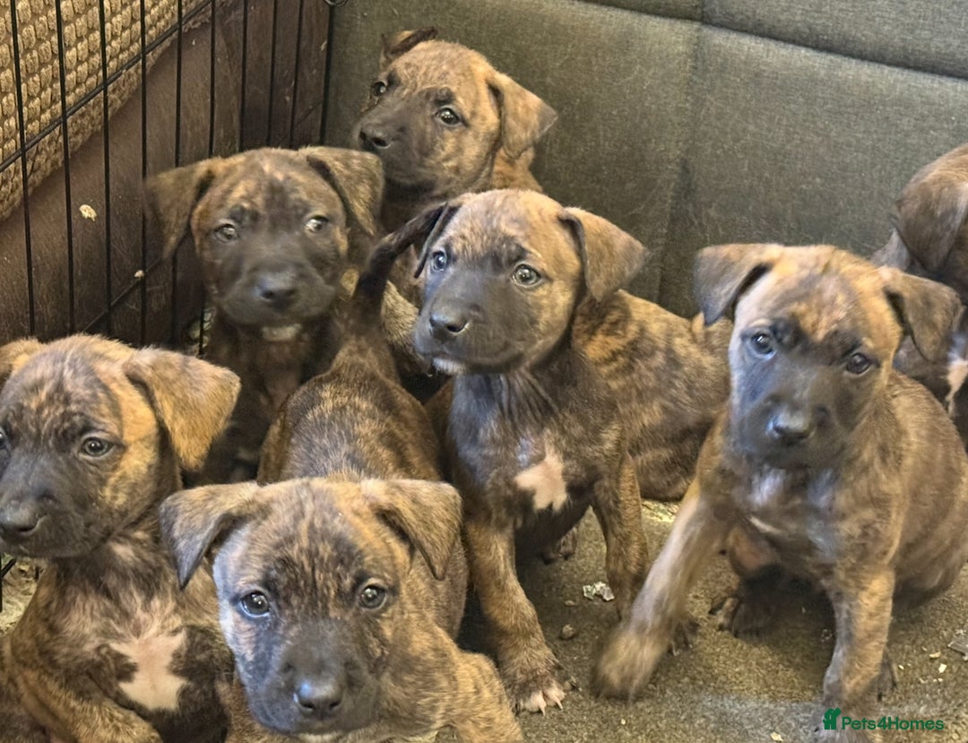 Mixed Breed dogs for sale: American bully pups ready NOW!!!!!! - Image 16