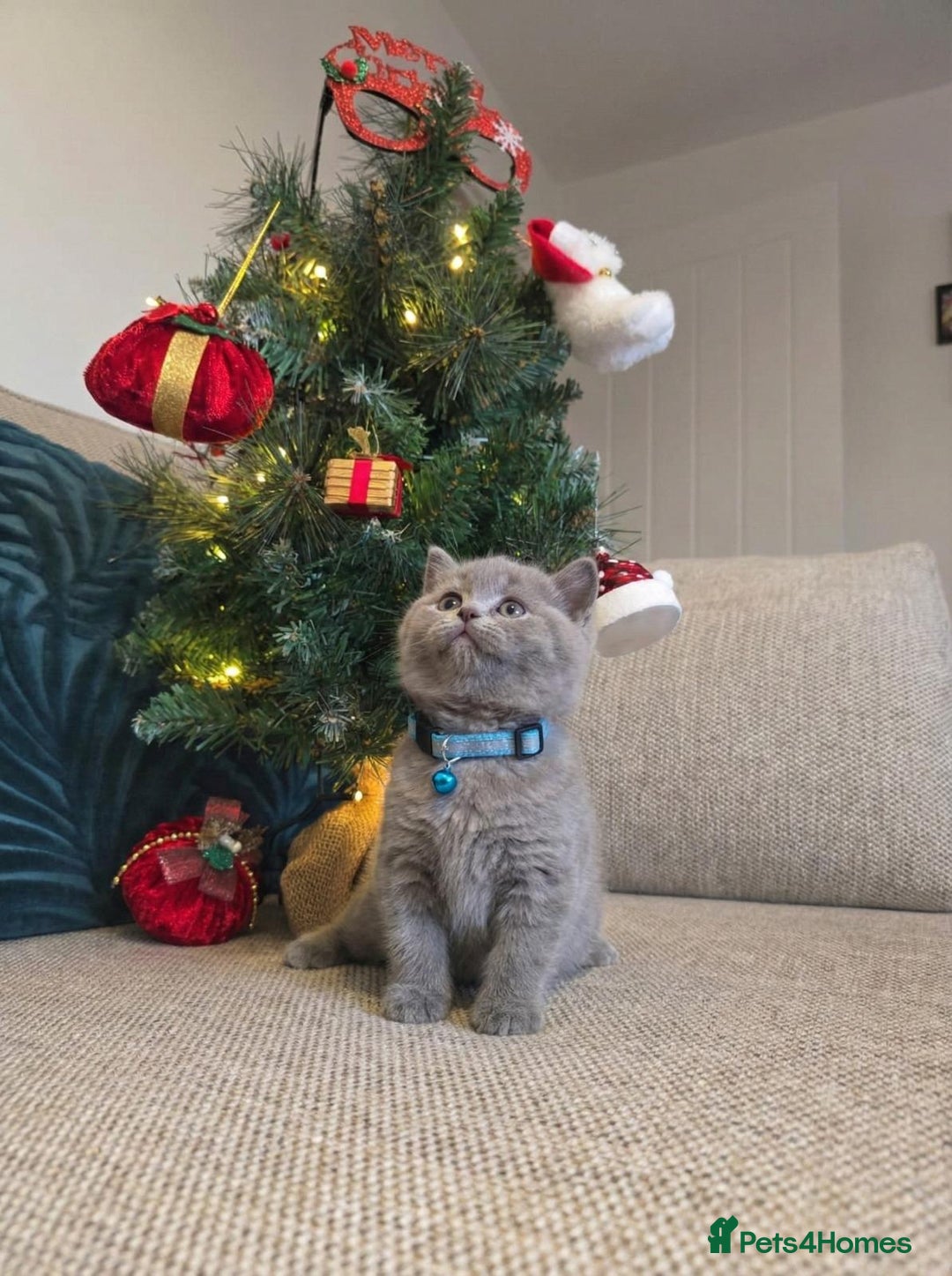 British Shorthair cats for sale:  🧶🐈‍⬛💫ADORABLE BSH KITTIES  💫🐈‍⬛🧶 - Advert 6