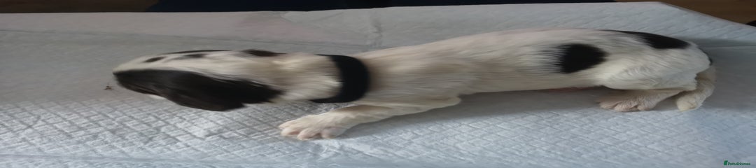English Springer Spaniel Puppy. Black collar. 