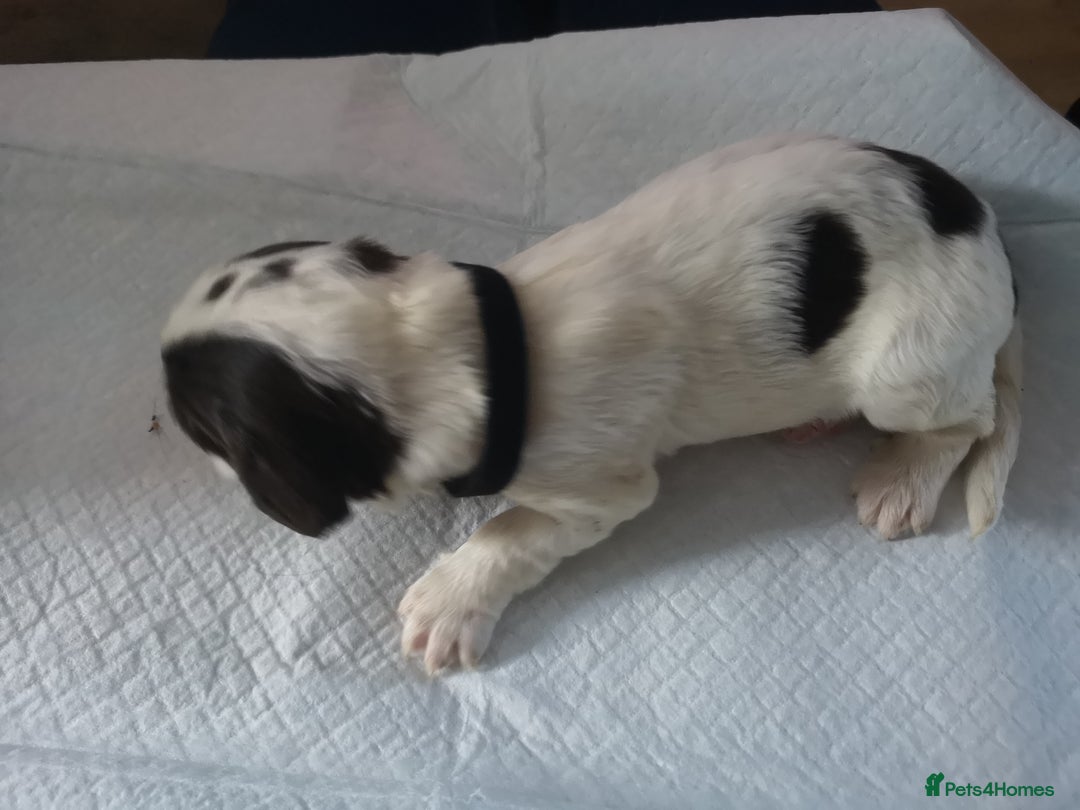 English Springer Spaniel dogs for sale: Beautiful springer Spainel pups. Ready 01/11/25 - Image 19