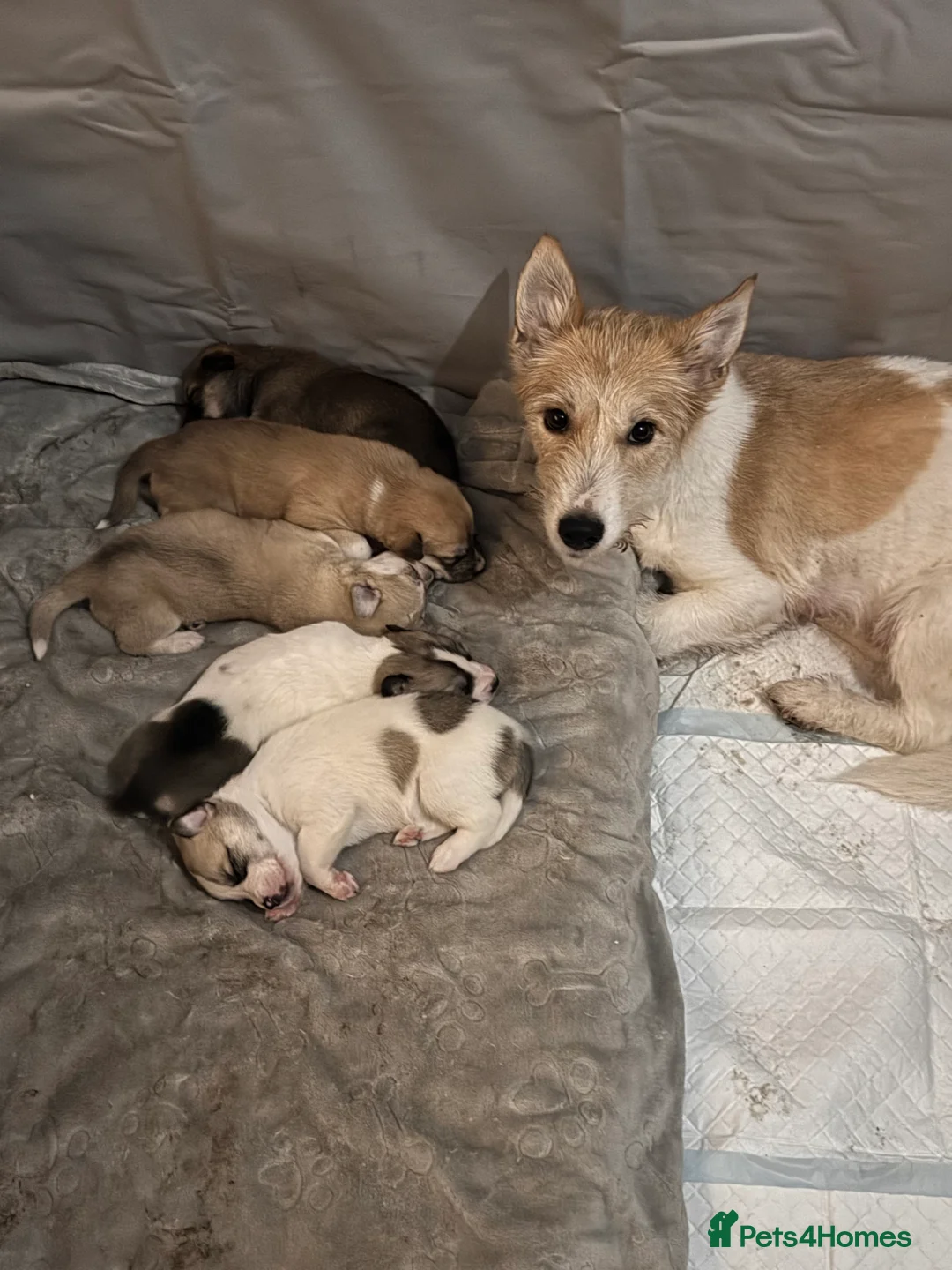 Mixed Breed dogs for sale: Mixed breed puppy - Advert 2