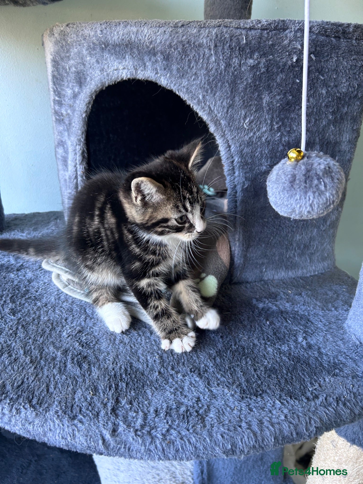 Mixed Breed cats Three friendly kittens  - Advert 5
