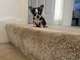 Chihuahua dogs Tiny chihuahua puppy - Advert 8