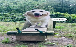 Mixed Breed dogs for sale: Golden Shepherd Puppies for Sale - Image 12