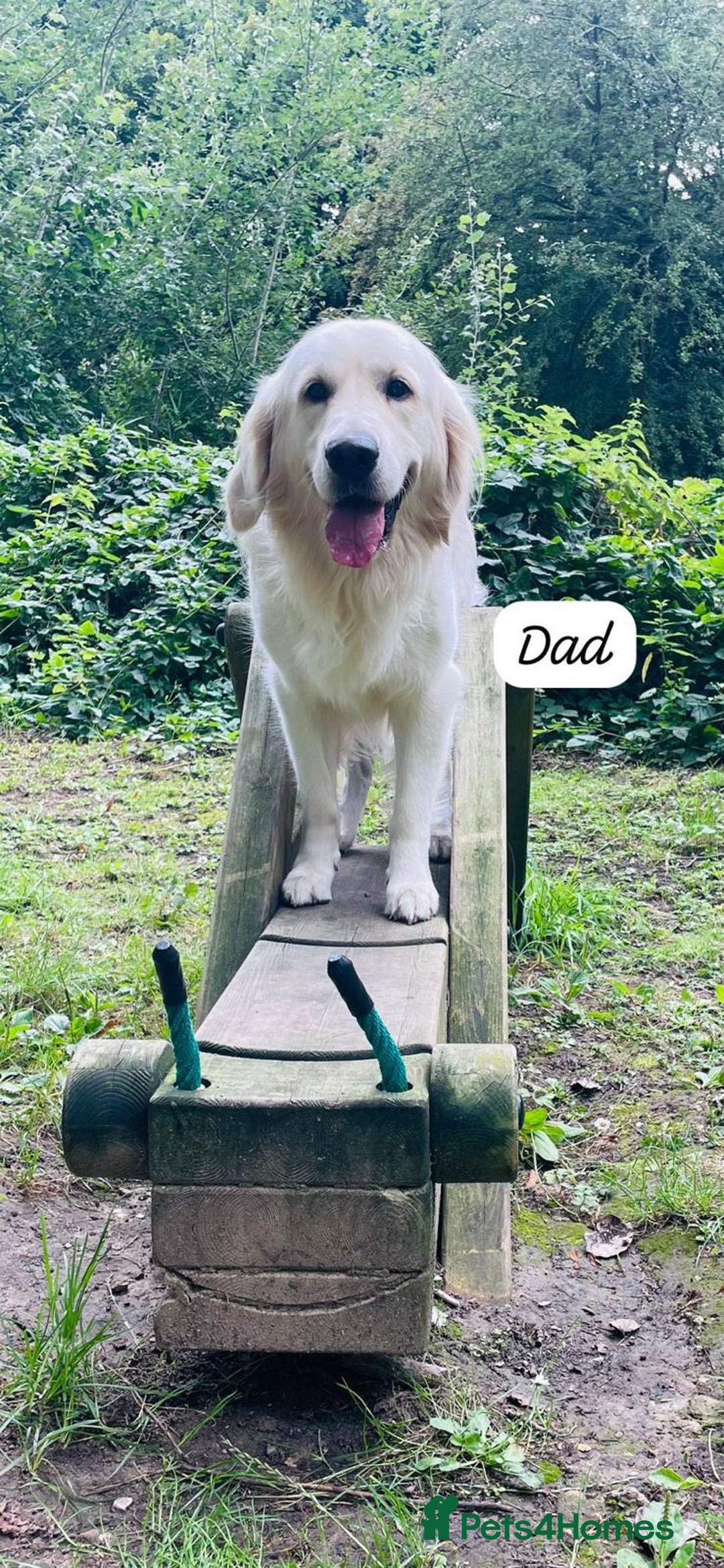 Mixed Breed dogs for sale: Golden Shepherd Puppies for Sale - Image 12