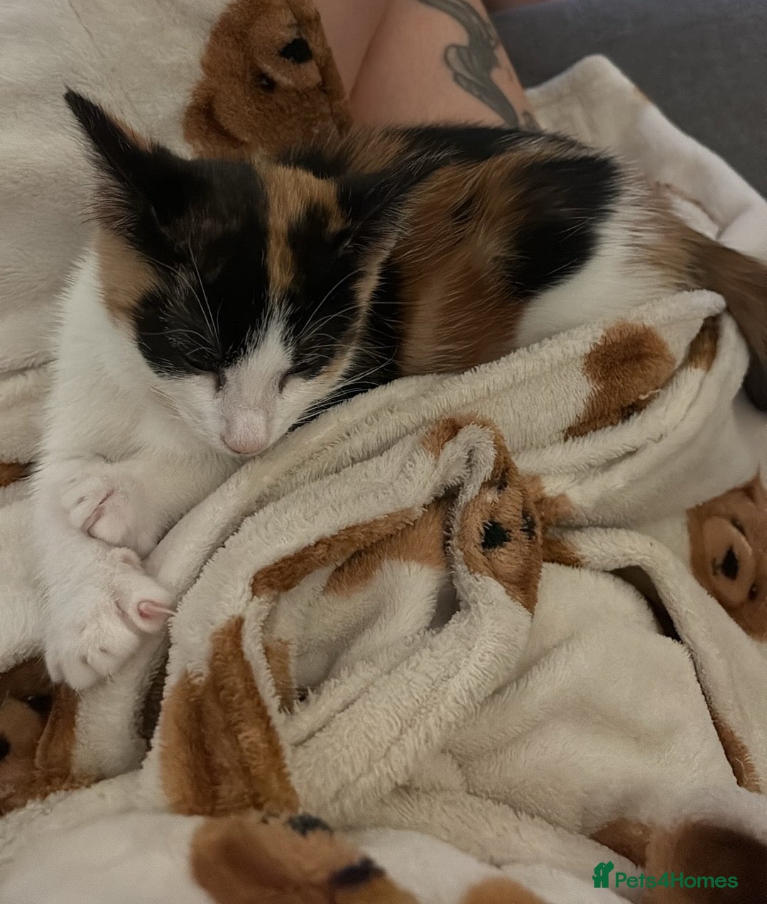 Domestic Shorthair cats for sale: Female calico kitten  - Advert 4