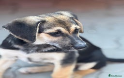 Mixed Breed dogs for adoption: DARIA -  a superb little girl, for a Loving Home - Image 21